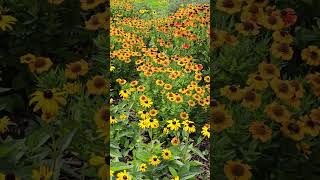 Blackeyed Susan Barnet London July 2024 [upl. by Neehsas]