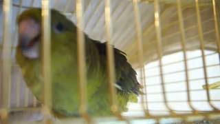 Lineolated parakeet sounds [upl. by Gellman]