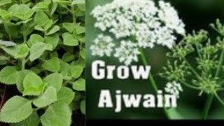 How to grow Ajwain Plant Carom seeds at homeTrachyspermum ammi [upl. by Annaihs875]