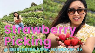 Strawberry Picking  Beerenberg Farm Hahndorf South Australia [upl. by Mohandas]