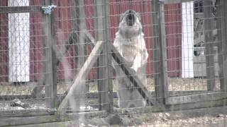 Norwegian elkhounds on guard [upl. by Eiveneg]