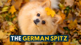 German Spitz 10 Reasons Why We Absolutely Love This Tiny Ancient Dog Breed [upl. by Nnaeitak]