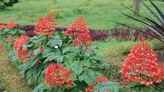 Pagoda Flower Clerodendrum paniculatum [upl. by Rudolph]