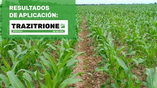 Aplicación de Trazitrione para control de malezas en maíz 🌽 [upl. by Asennav]