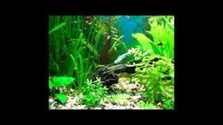 AQUARIUM JUWEL RIO 240 v EB 05 May 2012 [upl. by Mccreary]