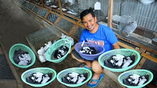 Harvesting 2 dozens of months old rabbitsBasic guide to a successful rabbit farming [upl. by Atiuqiram]