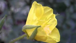 Evening Primrose Flower Opening 1 [upl. by Kutchins]