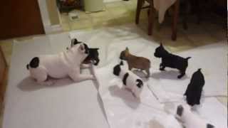 French bulldog playing with his pups [upl. by Ycrad]