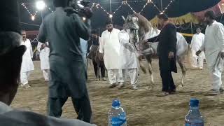 horse dance  night program Chak Babar sultan guger near chchawtni [upl. by Thgiled217]