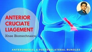 ANTERIOR CRUCIATE LIGAMENT  ACL Biomechanics and anatomy Knee biomechanics [upl. by Kirwin788]