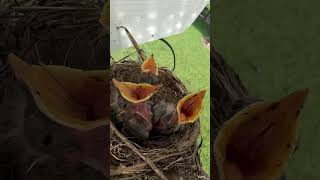 Cute cutebirdvideo hatchlings babybirds babiescute [upl. by Minette]