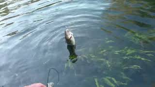 SUPER DUPER 4K TROUT FISHIN MARAMEC SPRING PARK OCTOBER 1ST 2022 [upl. by Mccord]