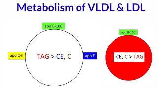 Metabolism of VLDL amp LDL  Synthesis  Function amp Metabolism of VLDL amp LDL [upl. by Aiksas]