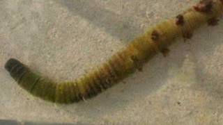 Arenicola Marina lug worm [upl. by Billie]