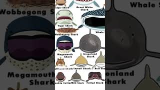 Types Of Shark Faces  Nurse Shark  Part 2 shorts sharks wildlife [upl. by Ramsa152]