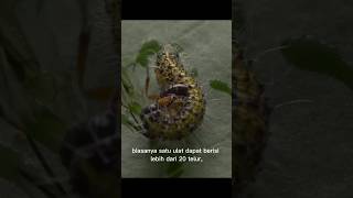 tawon parasitoid  cotesia glomerata shorts [upl. by Alegnat]