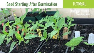 Seeds Have Germinated Now What How to Care for Seedlings  Seed Starting Part 2 [upl. by Maia]