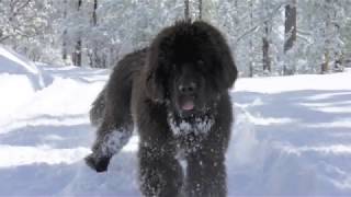 Newfoundland dog playing in the snow [upl. by Jerz808]