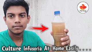 How to Infusoria culture at home Easily in Bengali  কীভাবে বাড়িতেই বাচ্চা মাছের খাবার তৈরি করবেন [upl. by Erlond]