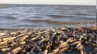 De Waddeneilanden en het Wad [upl. by Ronald735]