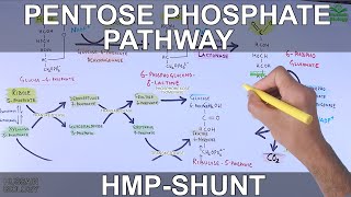 Pentose Phosphate Pathway  Hexose Monophosphate Shunt [upl. by Ynnep]