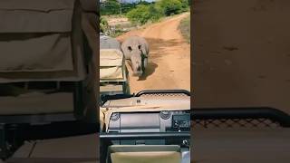 Kruger National park South Africa rhinoceros forest krugernationalpark [upl. by Nnairrehs]