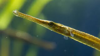 Meet the Pipefish Not a Seahorse But Kinda Close [upl. by Joaquin]