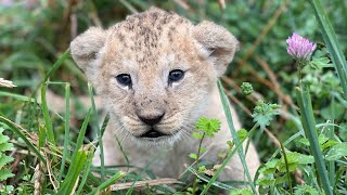 Nzuri premier lionceau du Bioparc de DouélaFontaine [upl. by Whyte263]