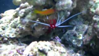 My three Lyretail Anthias in my new 75 Gallon Tank [upl. by Ainoyek83]