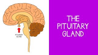 53 Endocrine The Pituitary Gland [upl. by Edieh]