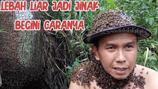 Rahasia Menjinakan Lebah Liar Apis Cerana dengan mudah [upl. by Ilegna]