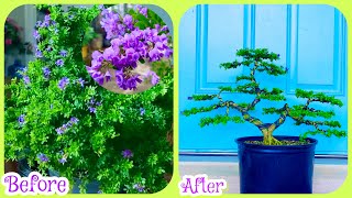 Pruning a Bonsai Desmodium Unifoliotum  Blue Bell [upl. by Zeuqram]