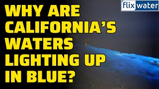 Why Are California’s Waters Lighting Up in Blue [upl. by Kiona]