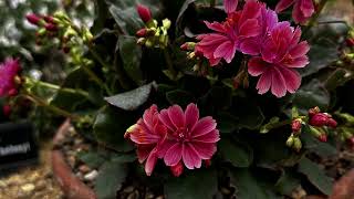 Vlog 87  Lewisia and other plants for rock garden [upl. by Eednus]