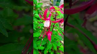 Fuchsias garden flowers [upl. by Ycram440]