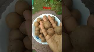 Solanum tuberosum ll potato shorts english scientific vocabulary [upl. by Chaffee]