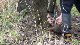 Possum Trapping New Zealand 1 [upl. by Yclek]