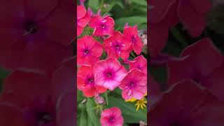 Garden phlox flowers flower floweringplant naturalbeauty naturelovers nature love [upl. by Akined]