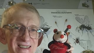 ПРО РАЗВЕДЕНИЕ 🦋БАБОЧЕК И 🐞ЖУКОВ ДОМА в прямом эфире ЭНТОМОЛОГ РАССКАЗЫВАЕТ [upl. by Atteuqihc711]