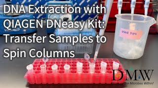 DNA Extraction with QIAGEN DNeasy Kit Transfer Samples to Spin Columns [upl. by Imoin]