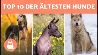 10 URSPRÜNGLICHSTE HUNDERASSEN der Welt 🐶 Top 10 der ältesten Hunderassen [upl. by Ettesoj]