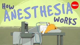 How does anesthesia work  Steven Zheng [upl. by Joice352]