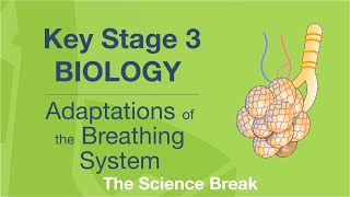 Key Stage 3 Science Biology  Adaptations of the Breathing System [upl. by Bartosch]