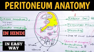 Peritoneum Anatomy  Lesser Sac  Greater Sac  Abdomen anatomy [upl. by Malvin]