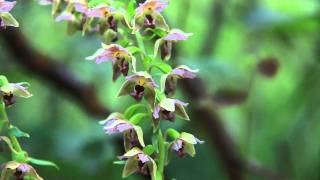 wild orchids in swiss forest [upl. by Odelinda]