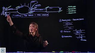 Motilidad del Sistema Gastrointestinal [upl. by Coshow]