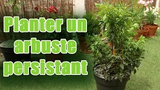 Comment planter et entretenir un arbuste persistant [upl. by Attenahs]