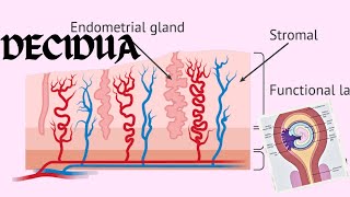 Decidua  Changes In The Endometrium Decidual Reaction  Obstetrics And GynecologyNursing [upl. by Murage]