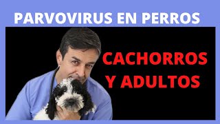 🛑 PARVOVIRUS EN PERROS Principales síntomas y tratamiento 🛑🛑 [upl. by Ettinger]