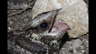 European Nightjar Caprimulgus europaeus Γιδοβύζι  Cyprus [upl. by Beller]